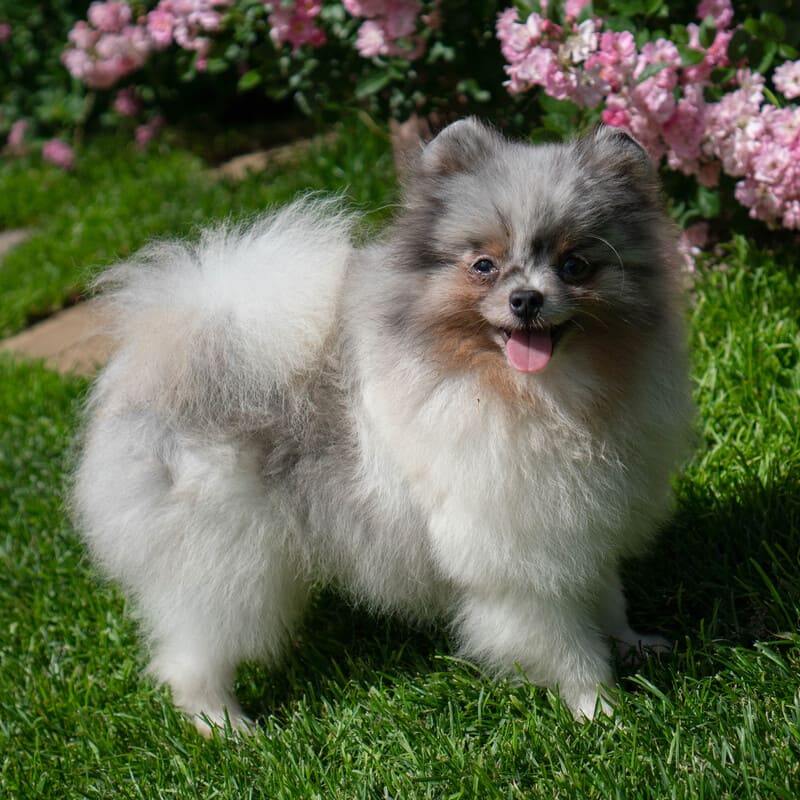 Adorable rare colored pomeranian puppy