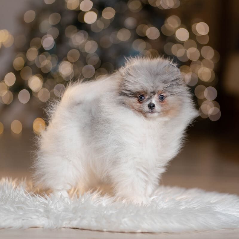 Adorable rare colored pomeranian puppy