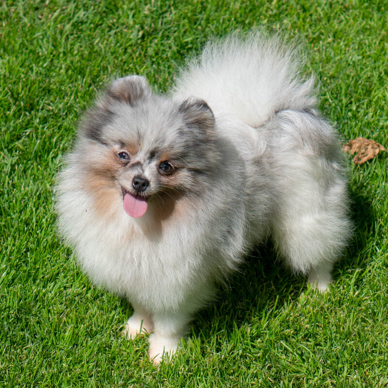 Adorable rare colored pomeranian puppy