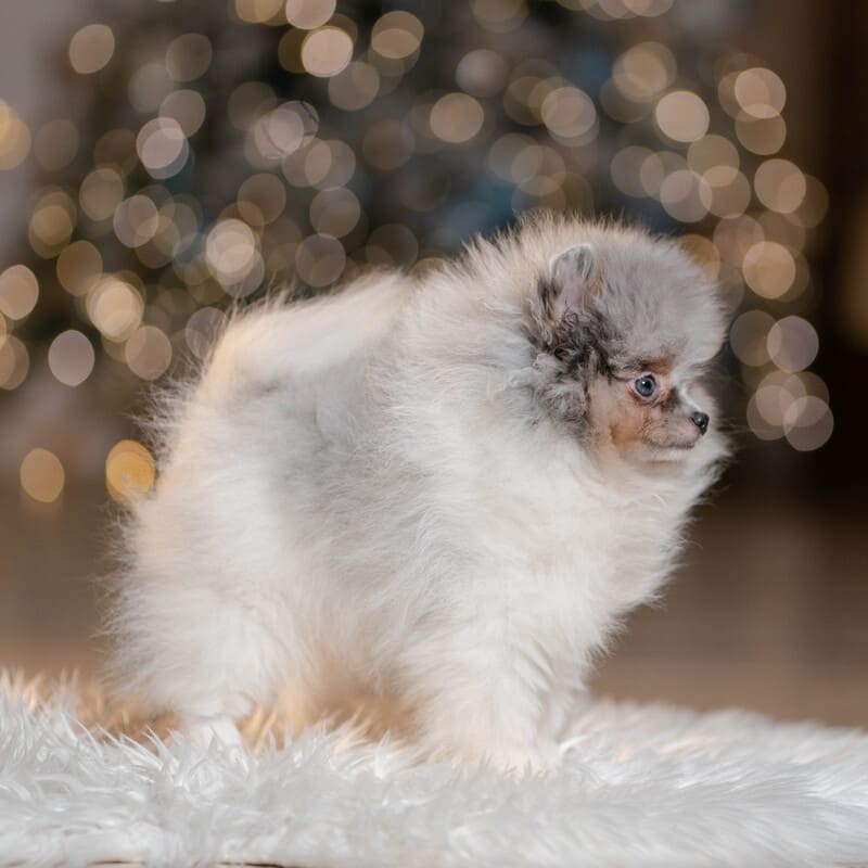 Adorable rare colored pomeranian puppy