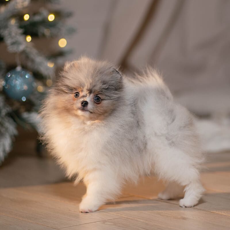 Adorable rare colored pomeranian puppy