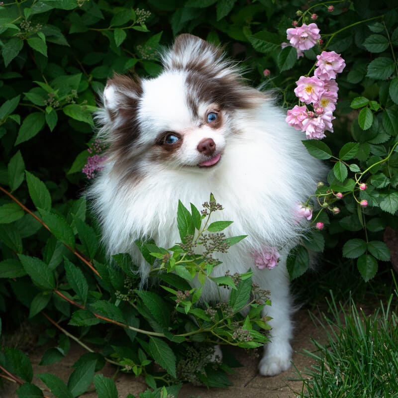 Adorable rare colored pomeranian puppy