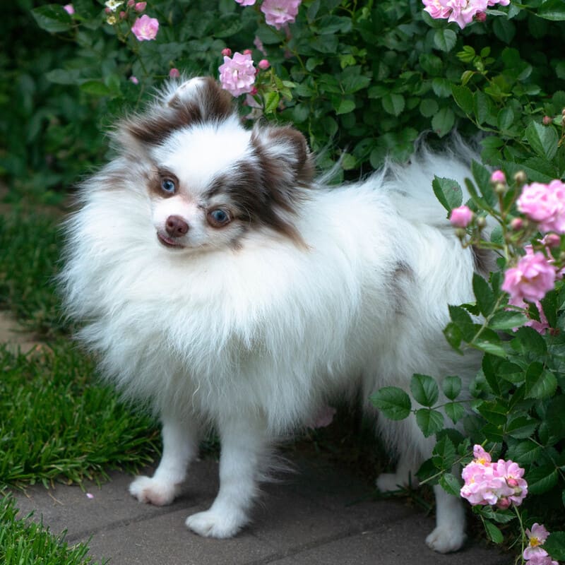 Adorable rare colored pomeranian puppy