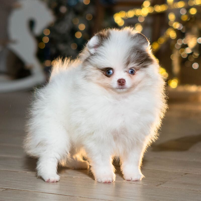 Adorable rare colored pomeranian puppy