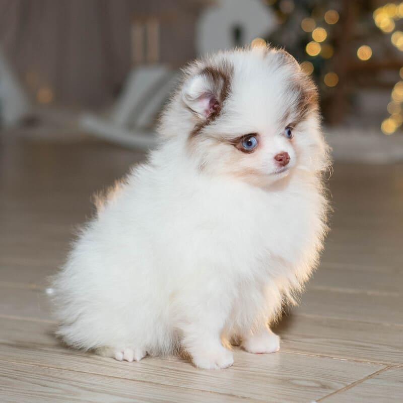 Adorable rare colored pomeranian puppy