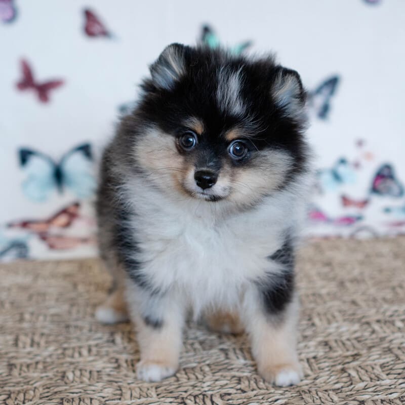 Очаровательный щенок померанского шпица
