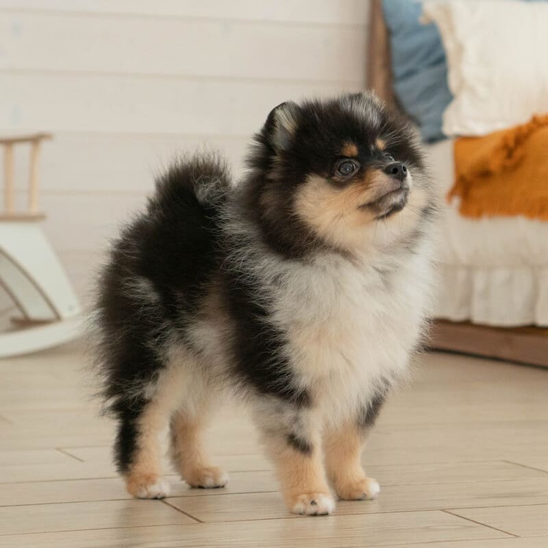 Очаровательный щенок померанского шпица