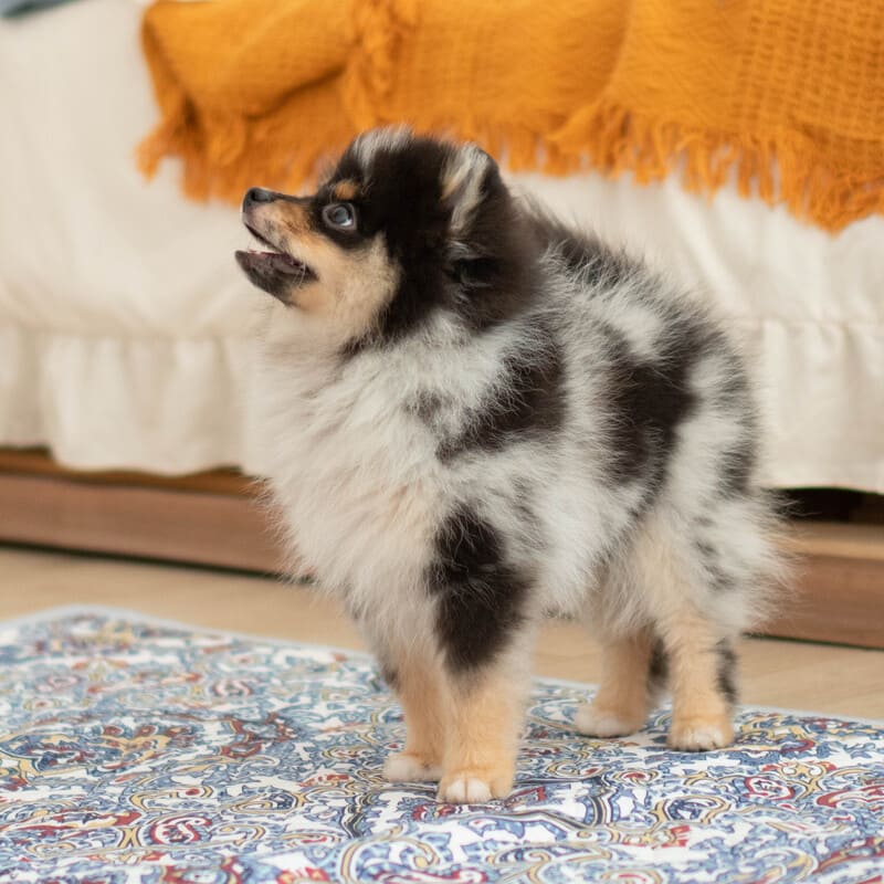 Очаровательный щенок померанского шпица