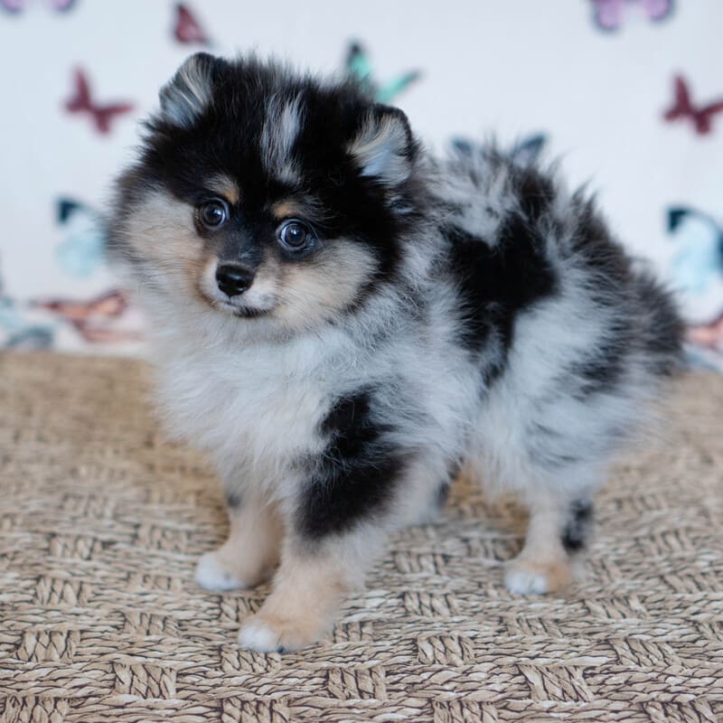 Очаровательный щенок померанского шпица