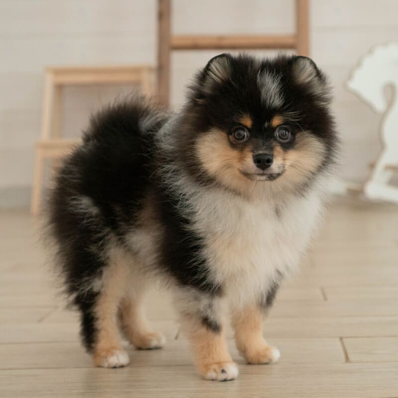 Очаровательный щенок померанского шпица
