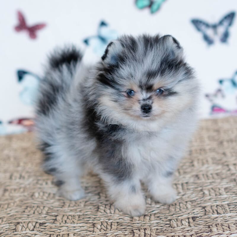 Adorable rare colored pomeranian puppy