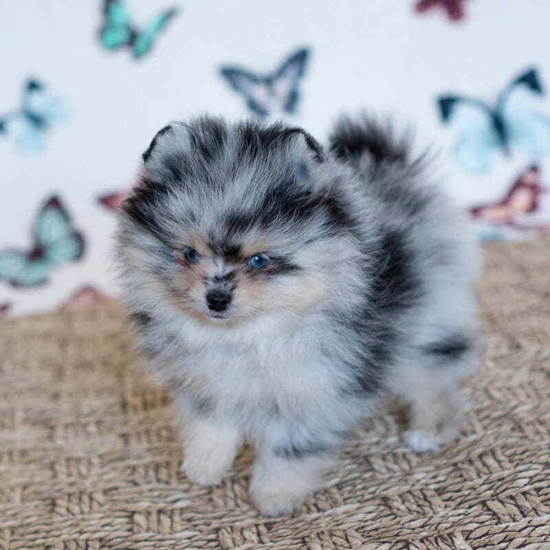 Adorable rare colored pomeranian puppy