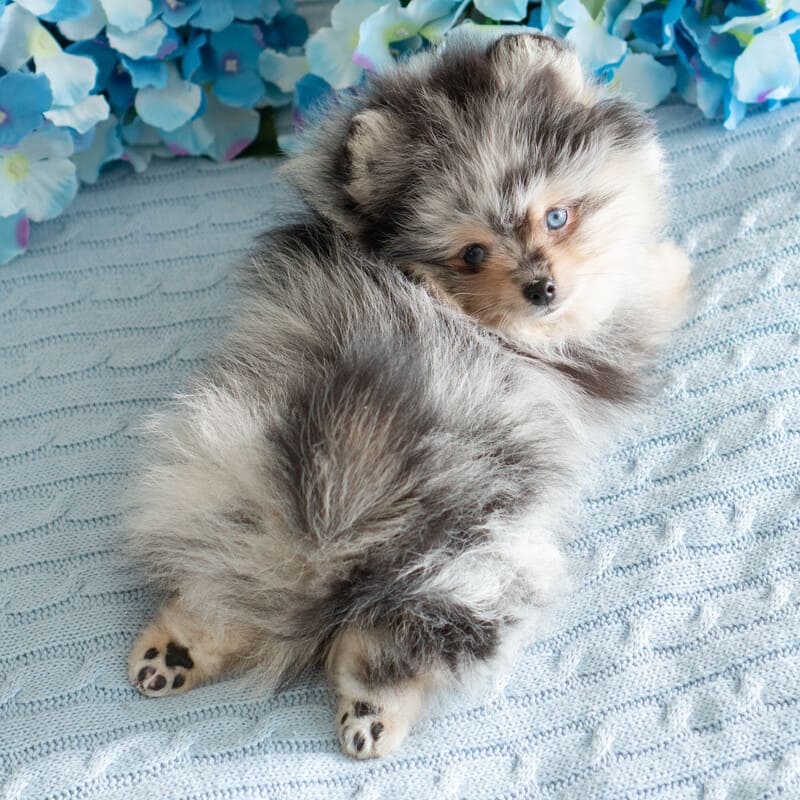 Очаровательный щенок померанского шпица