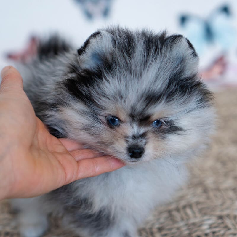 Adorable rare colored pomeranian puppy