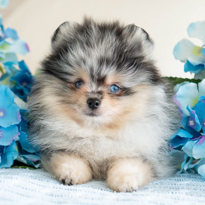 Очаровательный щенок померанского шпица