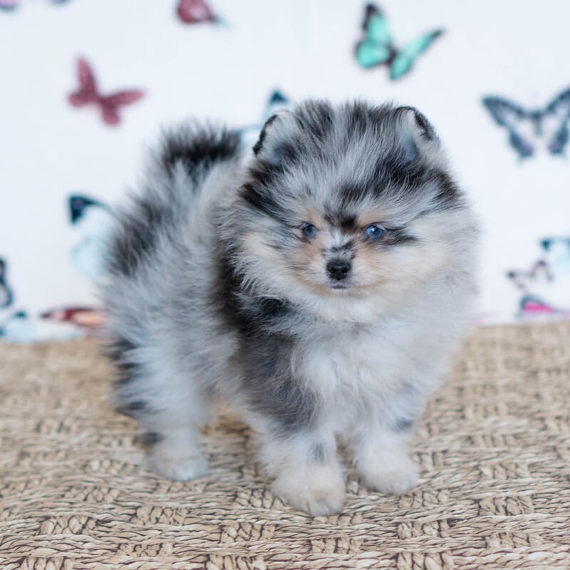 Adorable rare colored pomeranian puppy