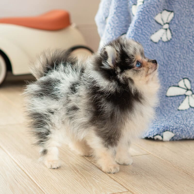 Очаровательный щенок померанского шпица