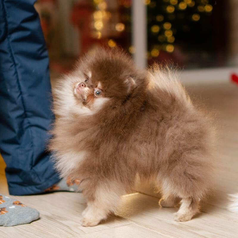 Adorable rare colored pomeranian puppy