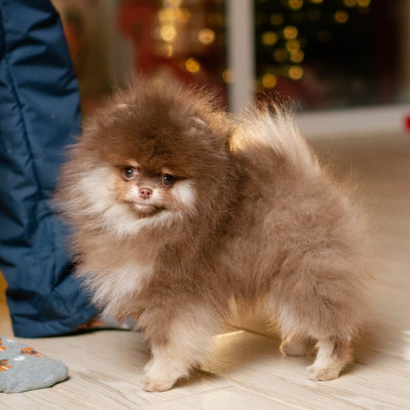 Adorable rare colored pomeranian puppy