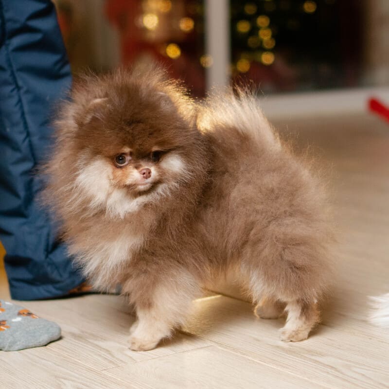 Adorable rare colored pomeranian puppy