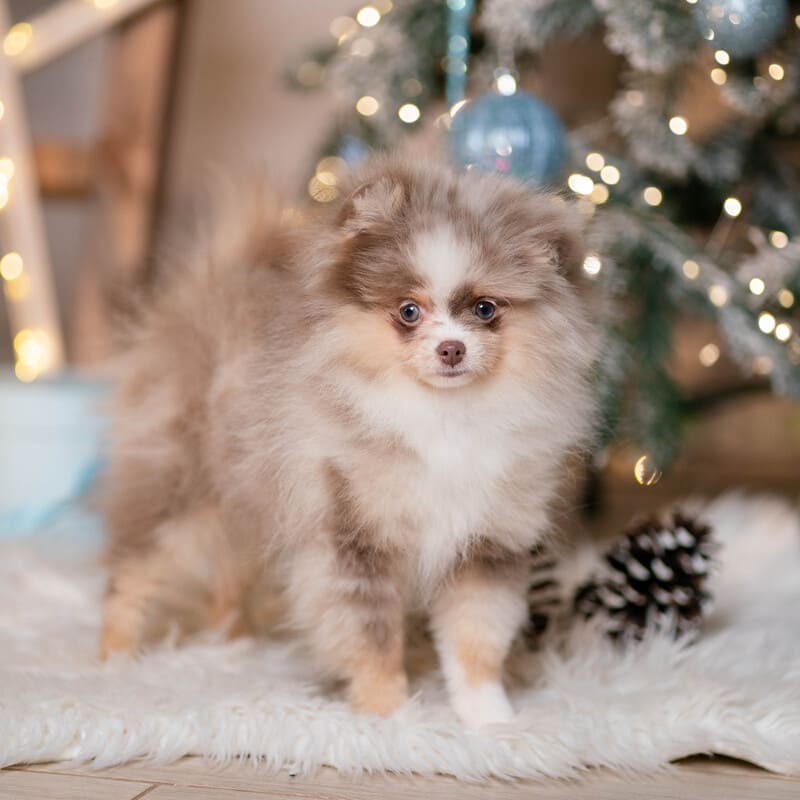 Adorable rare colored pomeranian puppy