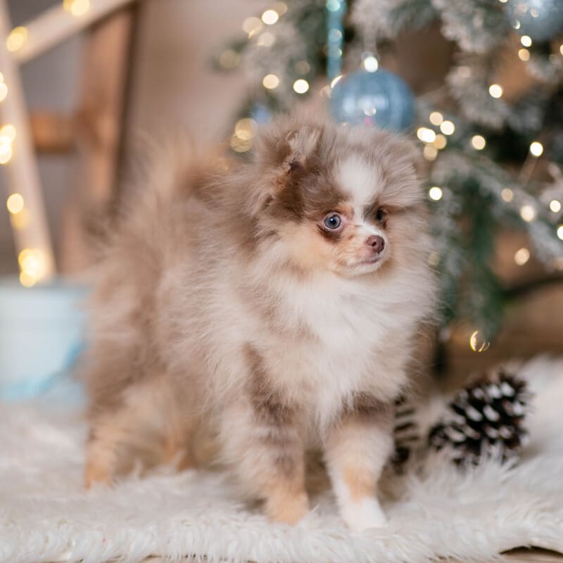 Adorable rare colored pomeranian puppy