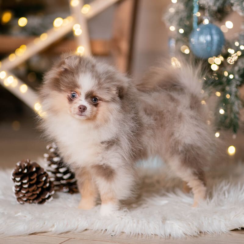 Adorable rare colored pomeranian puppy