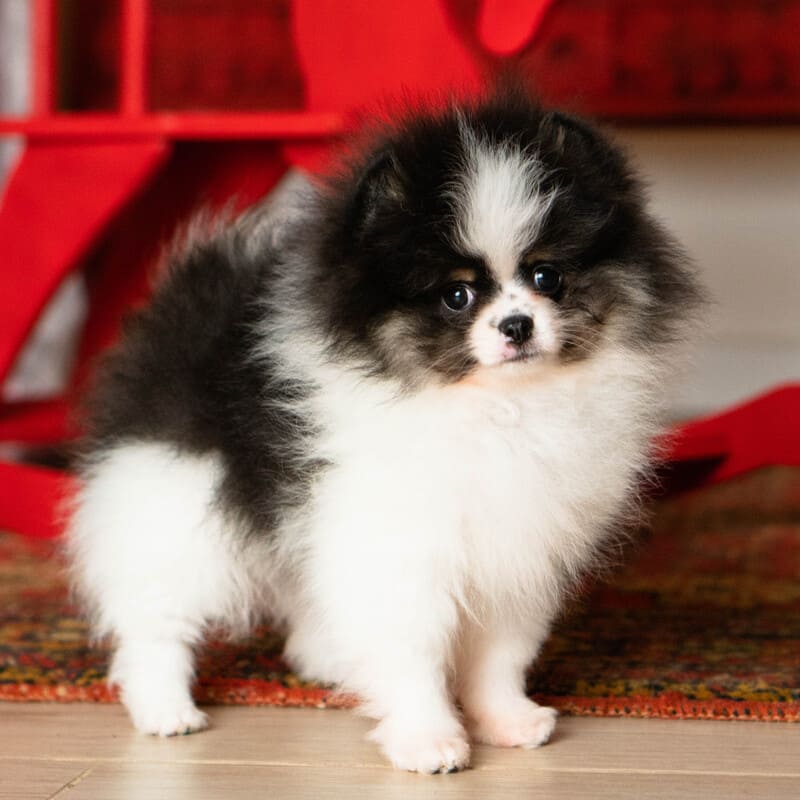 Adorable rare colored pomeranian puppy