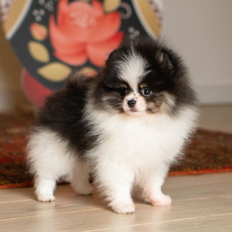 Adorable rare colored pomeranian puppy