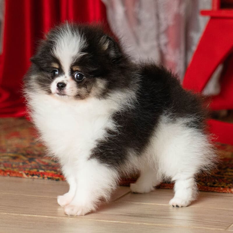 Adorable rare colored pomeranian puppy