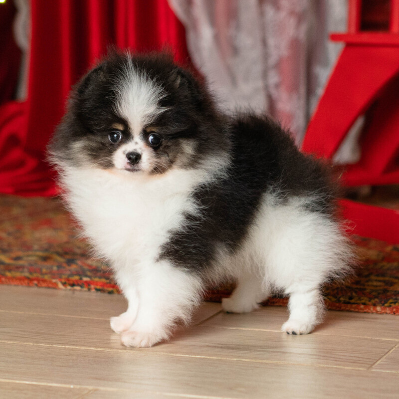 Adorable rare colored pomeranian puppy