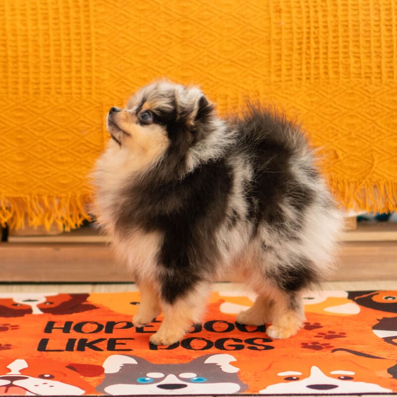 Adorable rare colored pomeranian puppy