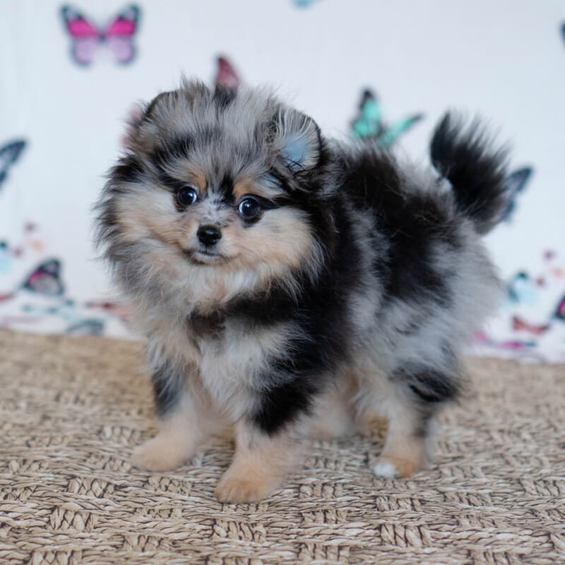 Adorable rare colored pomeranian puppy