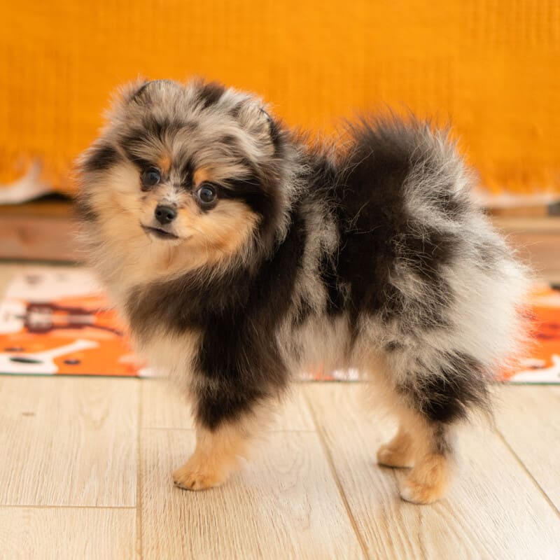 Adorable rare colored pomeranian puppy