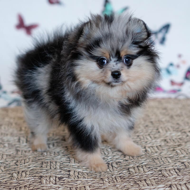 Adorable rare colored pomeranian puppy