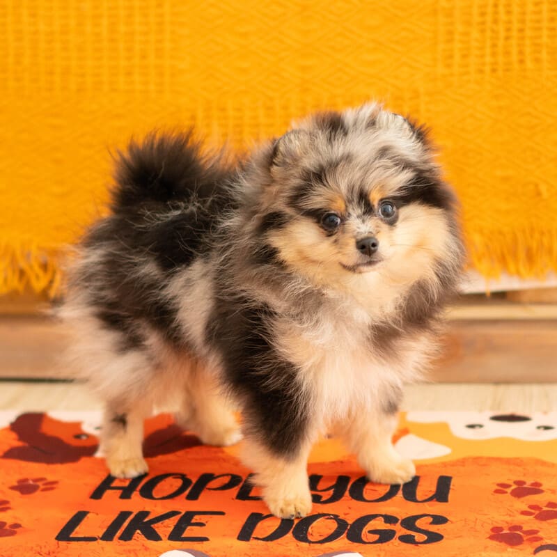 Adorable rare colored pomeranian puppy