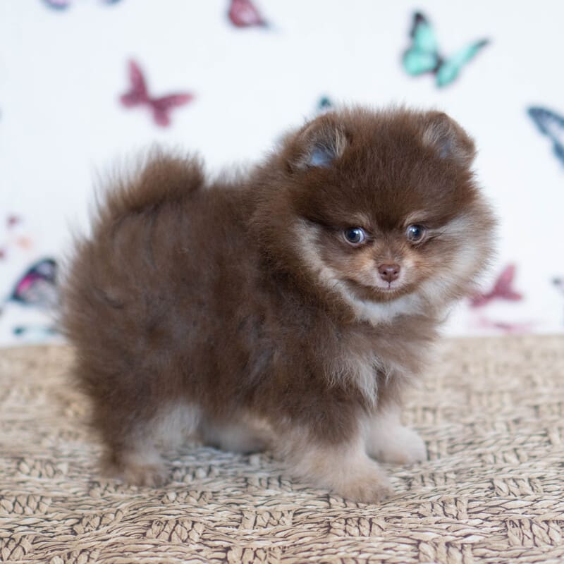 Очаровательный щенок померанского шпица