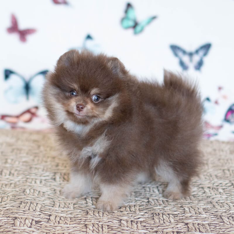 Очаровательный щенок померанского шпица