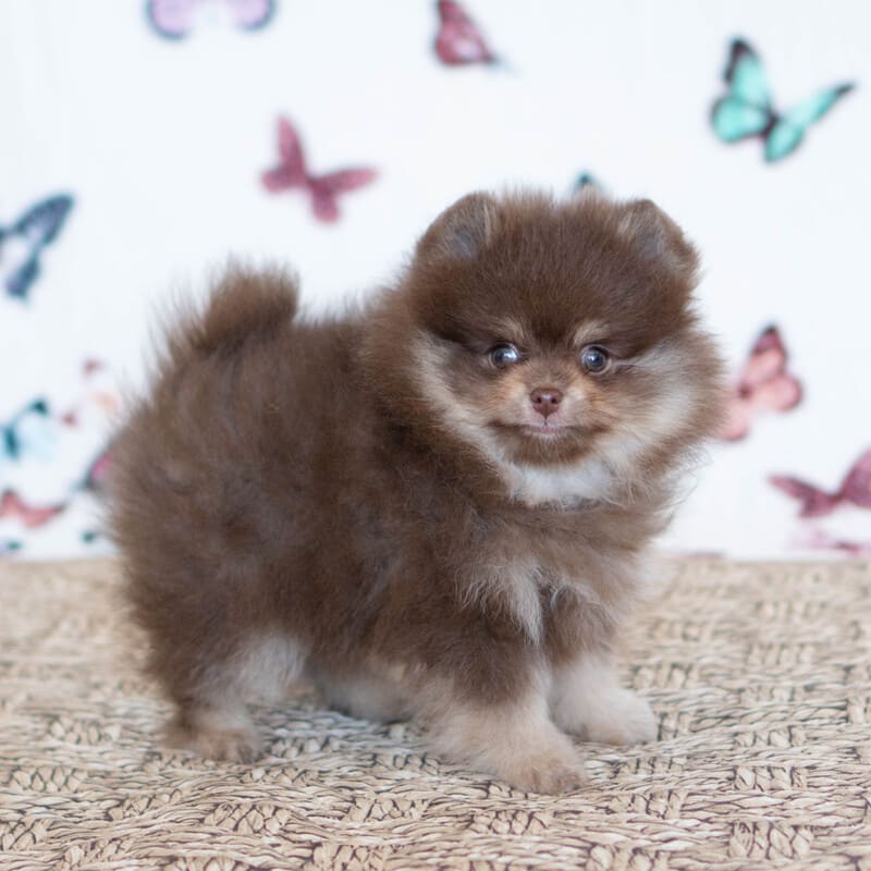 Очаровательный щенок померанского шпица