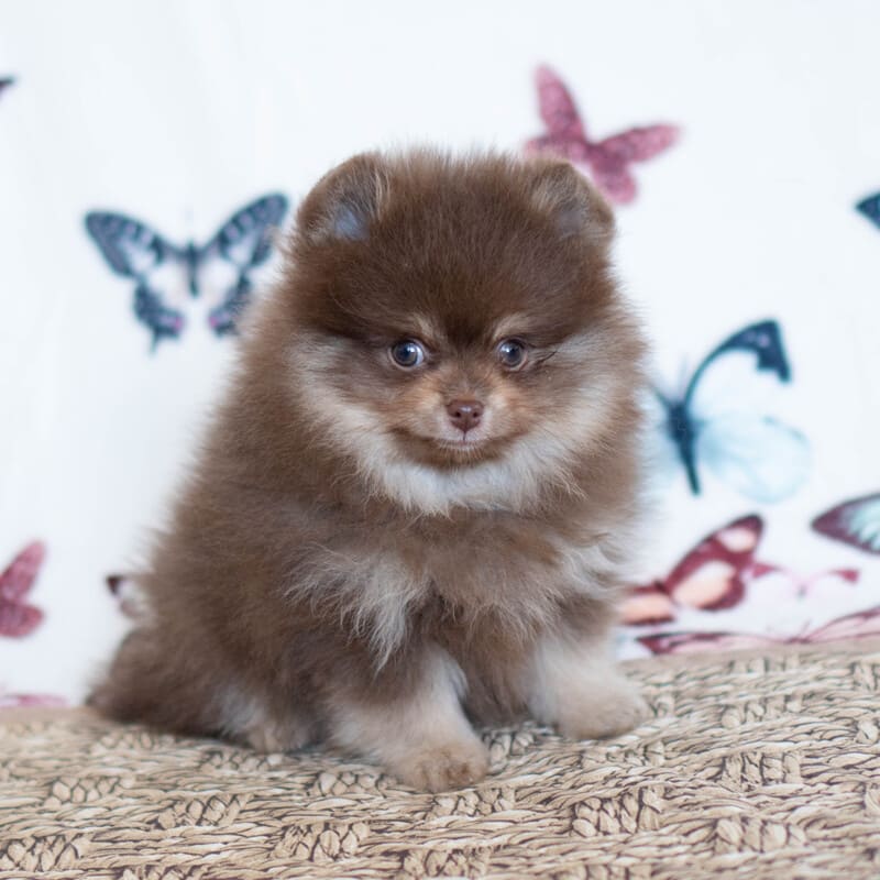 Очаровательный щенок померанского шпица