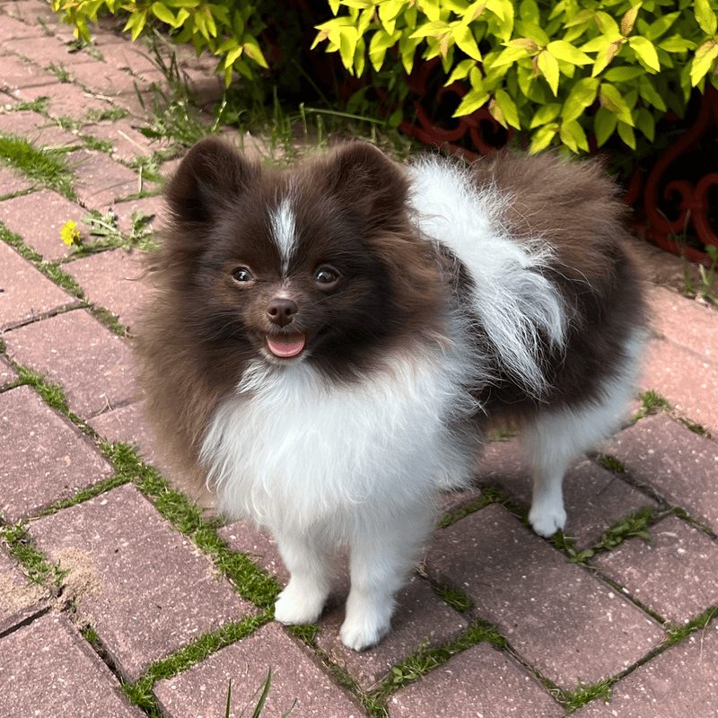 Adorable rare colored pomeranian puppy