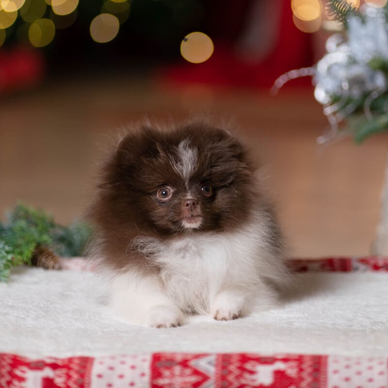 Adorable rare colored pomeranian puppy