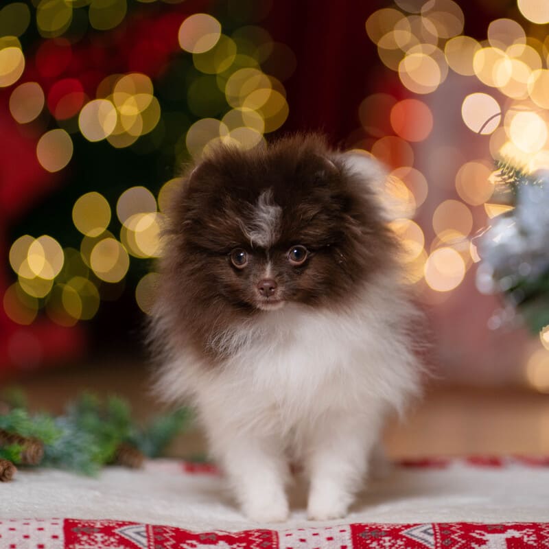 Adorable rare colored pomeranian puppy