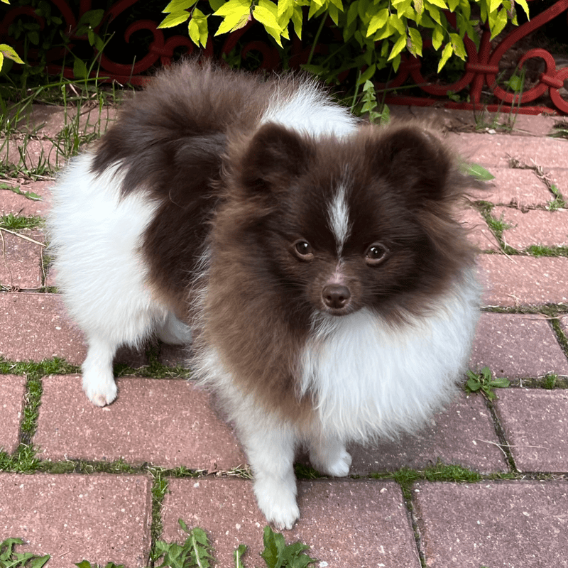 Adorable rare colored pomeranian puppy