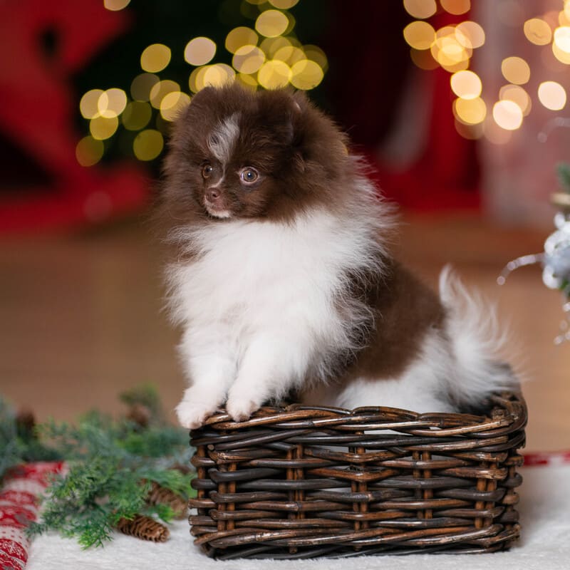 Adorable rare colored pomeranian puppy