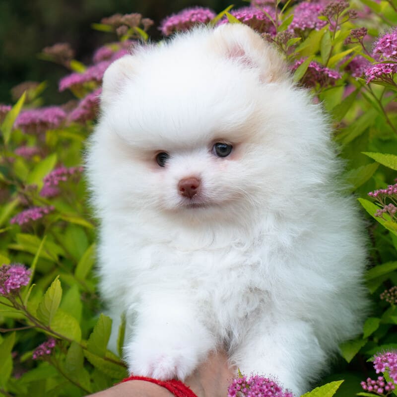 Adorable rare colored pomeranian puppy