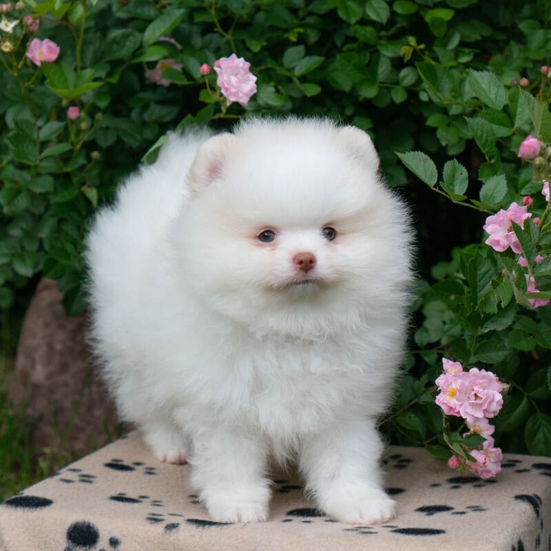 Adorable rare colored pomeranian puppy