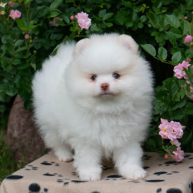 Adorable rare colored pomeranian puppy