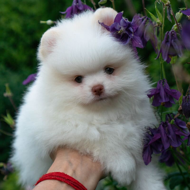 Adorable rare colored pomeranian puppy