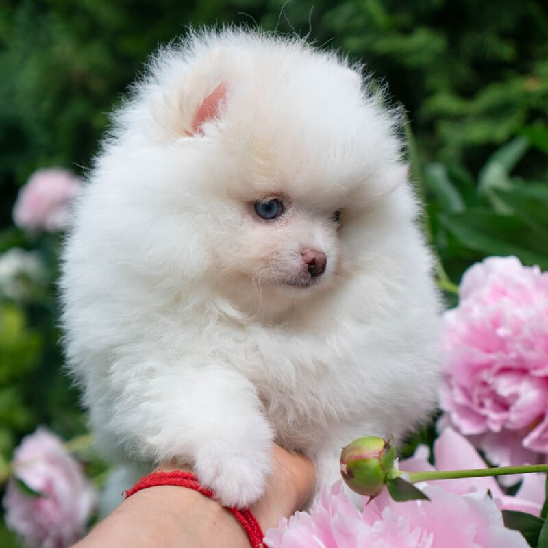 Adorable rare colored pomeranian puppy